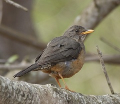 Turdus olivaceus olivaceus