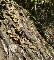 Sceloporus consobrinus