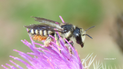 Megachile octosignata