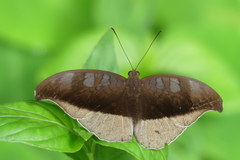 Tanaecia cocytus