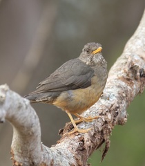 Turdus olivaceus olivaceus