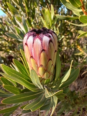 Protea neriifolia