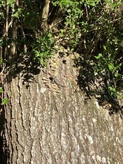 Sceloporus consobrinus