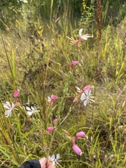 Oenothera gaura