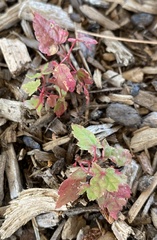 Acer rubrum