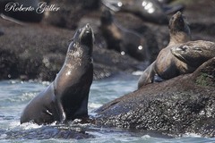 Arctocephalus australis