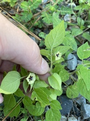 Physalis pubescens