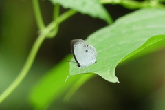 Neopithecops zalmora