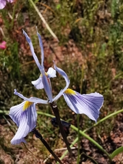 Moraea ogamana
