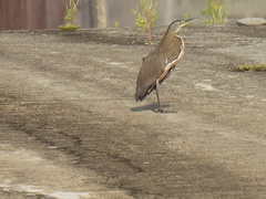 Tigrisoma mexicanum