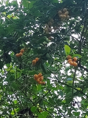 Iochroma arborescens