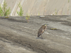 Tigrisoma mexicanum
