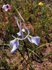 Moraea ogamana