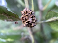 Callirhytis serricornis
