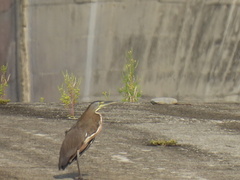 Tigrisoma mexicanum