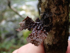 Lobaria anthraspis