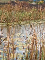 Fulica cristata