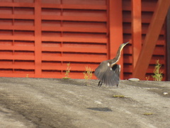 Tigrisoma mexicanum