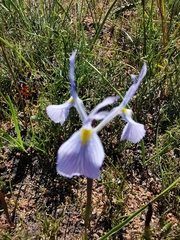 Moraea ogamana