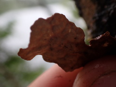 Lobaria anthraspis