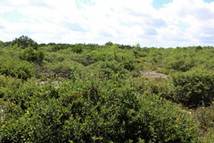 Quercus sinuata breviloba