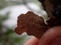 Lobaria anthraspis