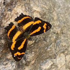 Symbrenthia niphanda