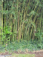 Phyllostachys aureosulcata