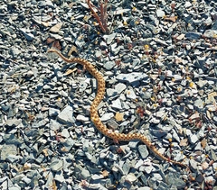 Dipsina multimaculata