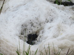 Leptodactylus luctator