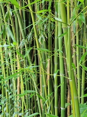 Phyllostachys aureosulcata