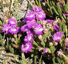 Ruschia macowanii