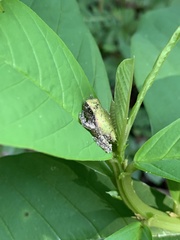 Hyla avivoca