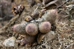 Mammillaria pottsii