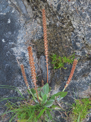 Plantago subnuda