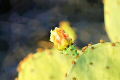 Opuntia rufida