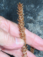 Plantago subnuda