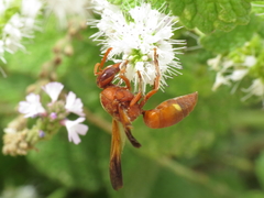 Rhynchium oculatum