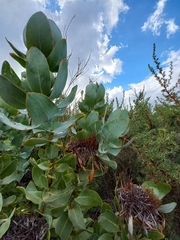 Protea eximia