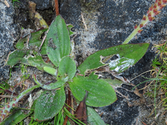 Plantago subnuda