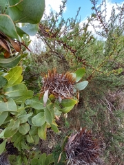 Protea eximia