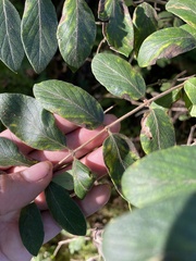 Lonicera morrowii