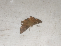 Coladenia indrani