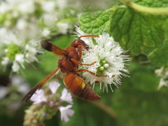 Rhynchium oculatum