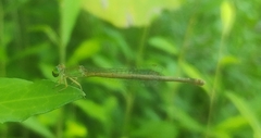 Ceriagrion coromandelianum
