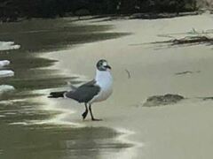 Leucophaeus atricilla