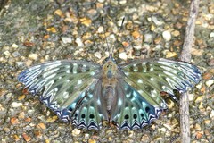 Dichorragia nesimachus