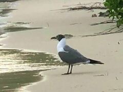 Leucophaeus atricilla