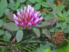 Trifolium wormskioldii