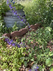 Salvia farinacea